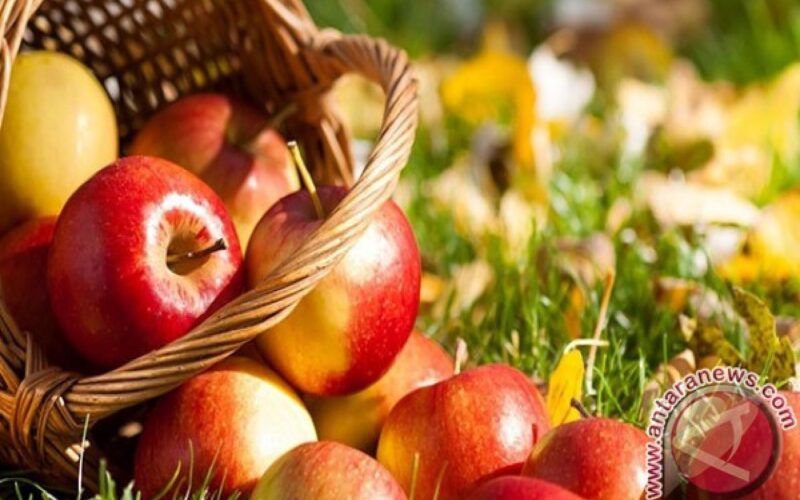 Makan apel sehari dapat bantu cegah penyakit kronis