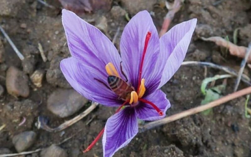 Mengetahui manfaat saffron untuk kesehatan kulit di musim kemarau
