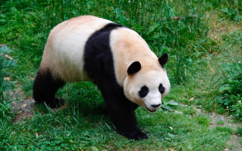 Panda Fu Bao akan menyapa publik China pada Juni sepulang dari Korsel
